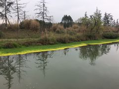 -桤木河湿地公园