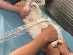 -伟伟宠物医院·CT影像中心·瑞派犬猫综合性门诊(汉口总院)