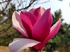 -樱花山风景区