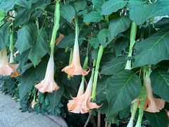 -北京植物园-展览温室