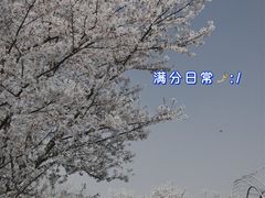 -顾村公园