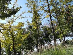 -羊亭河湿地公园