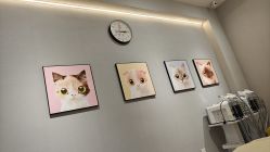 -洗脸猫·洗脸吧