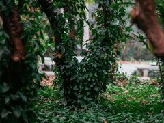 -南宁良凤江国家森林公园