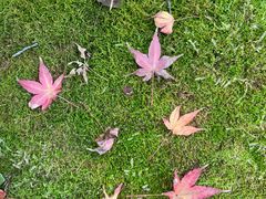 -铁山坪森林公园