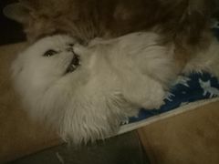-猫猫幼稚园·撸猫·桌游·电玩