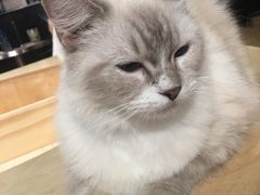 -more than meow吴止猫主题餐厅(承德 中船汇店)