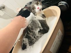 -袖虎·猫馆(体育西路店)