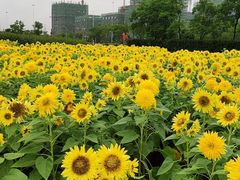 -映月湖中央公园