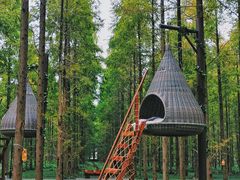 -黄海国家森林公园