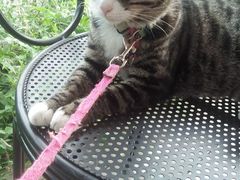 android_upload_pic-海边的猫和咖啡馆