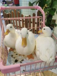 -Moni星球萌宠·小马宝莉·灵蛇·高端高阶全萌宠互动体验俱乐部(红豆国际广场店)
