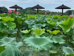 -嘉北郊野公园
