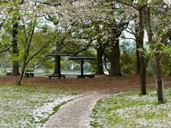 -上海共青森林公园