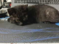 -纳吉亚猫专科动物诊疗中心(蒋宅口分院)