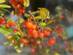 -崂山水果园农家宴(泉水鸡店)