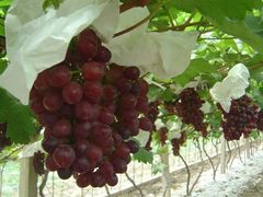 -马陆小张葡萄园农家乐