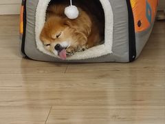 -守诺宠物医院·眼科· 特色牙科·异宠专科(虹口店)