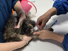 -美联众合宠物医院·爱萌分院·内外科·猫科中心