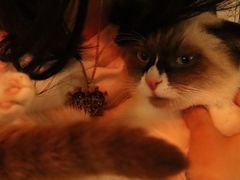 -平行世界·猫咖(首经贸店)