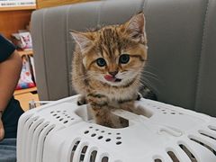 -艾贝尔宠物医院·24H转诊中心·肿瘤猫专科(江宁双龙店)