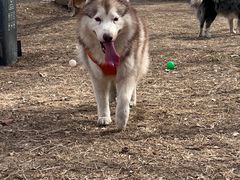 -宠乐会宠物乐园