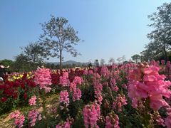 -天适樱花悠乐园