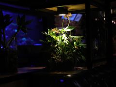 -暹罗酒肆泰餐厅酒吧