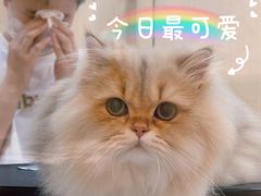 -momokira米努特·德文卷毛猫·棉花面纱犬