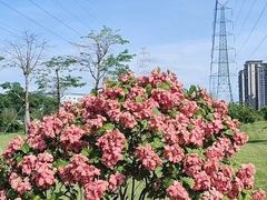 -王借岗森林公园