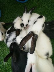 -萌宠亲子动物乐园(槐房万达店)