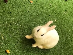 -八婆婆烧仙草(曾厝垵店)