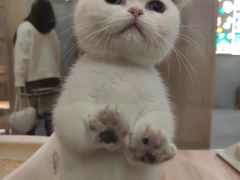 -BABIT巴比特宠物(MOMOPARK店)