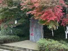 -龙头寺公园
