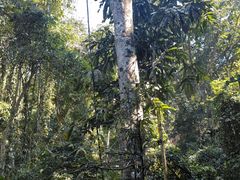 -西双版纳原始森林公园