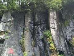 -望天鹅景区