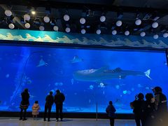 -烟台海昌鲸鲨海洋公园