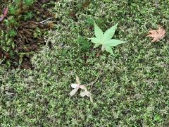 -西芳寺(苔寺)