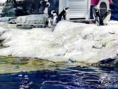 -上海海洋水族馆