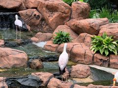 -吉隆坡雀鸟公园