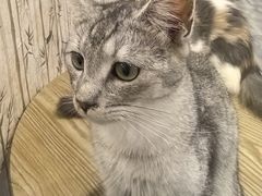 -楼上猫咖(罗湖店)