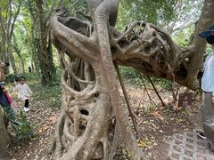 -中国科学院西双版纳热带植物园