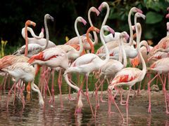 -广州长隆野生动物世界