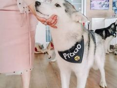 -Husky Go! 哈士奇体验馆·宠物咖啡厅狗咖