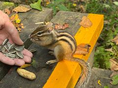 -五营红松林海景区