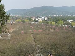 -香雪海