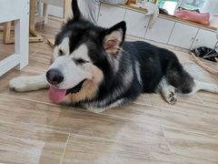 -李小姐の猫咖啡馆(五角场店)