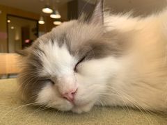 -CAT’S MEWSTAR CAFE·喵星球猫屋(晴湾咖啡店)