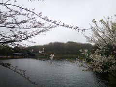 -上海共青森林公园