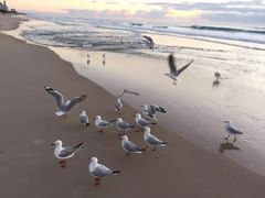 -黄金海岸